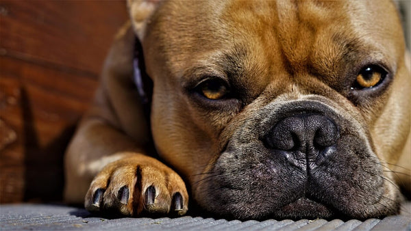 frenchbull dog sad face and paw