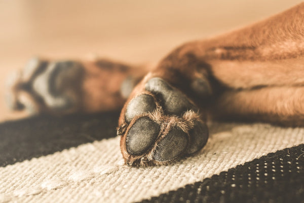 dog paw big paws hair on dog paws