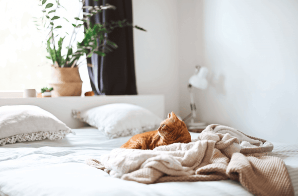 orange cat on bed