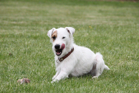 dog puppy on green background