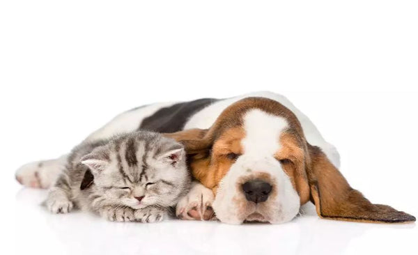 kitten and dog sleep
