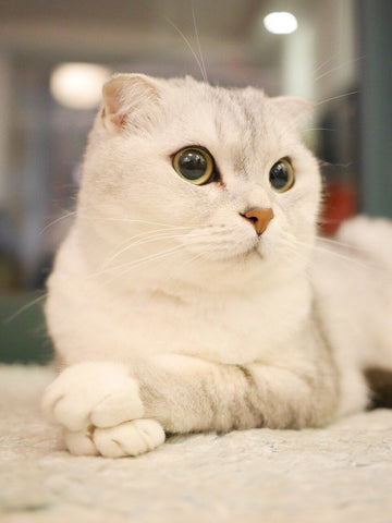 Scottish fold cat silvery colour