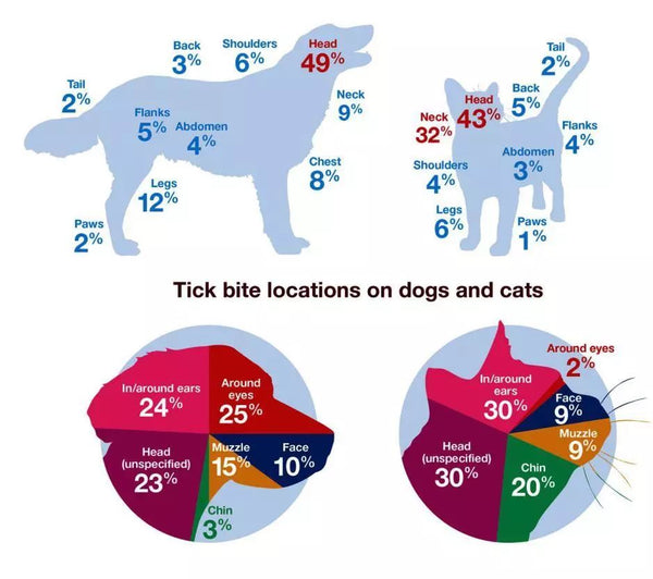 ticks bite locations on dogs and cats