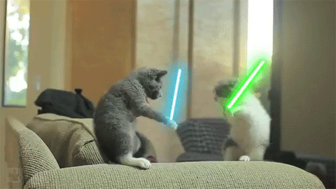 two cats fight