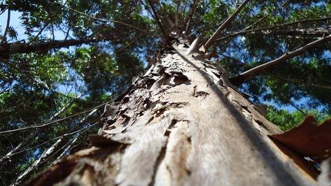 picture of a Eucalyptus tree looking up from the base of the trunk