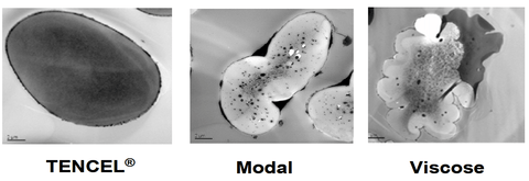 Picture of Tencel, Modal and Viscose fibers in cross section at large magnification showing the internal structure. The Tencel fabric is shown to have the most water absorbed inside the structure of the fibre.