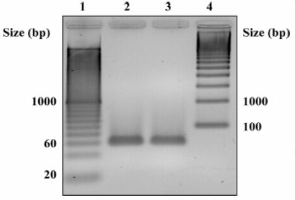 Agarose gel electrophoresis of amplicons produced from qPCR after homogenization of baculovirus with a Precellys 24.