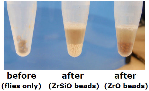 Drosophila homogenized in the Bullet Blender