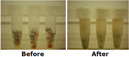 Before and after of mouse femur homogenization in the Bullet Blender STORM