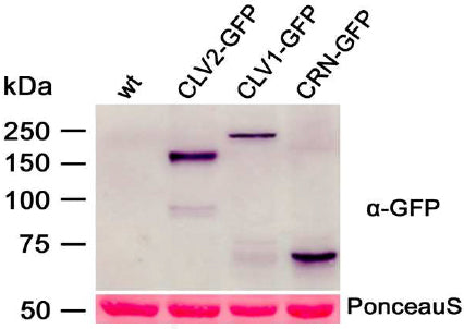 Western-blot analysis of protein extracts from N. benthamiana leaf cells
