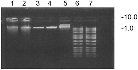 Resulting DNA gel after rice leaf homogenization in the Precellys 24