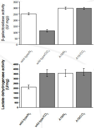 Enzyme activity measurements of S. thermophilus