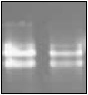 Total RNA from homogenization in the Precellys® 24 vs the Qiagen RNAeasy Mini Kit.