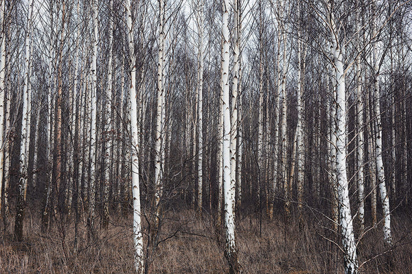 Birch