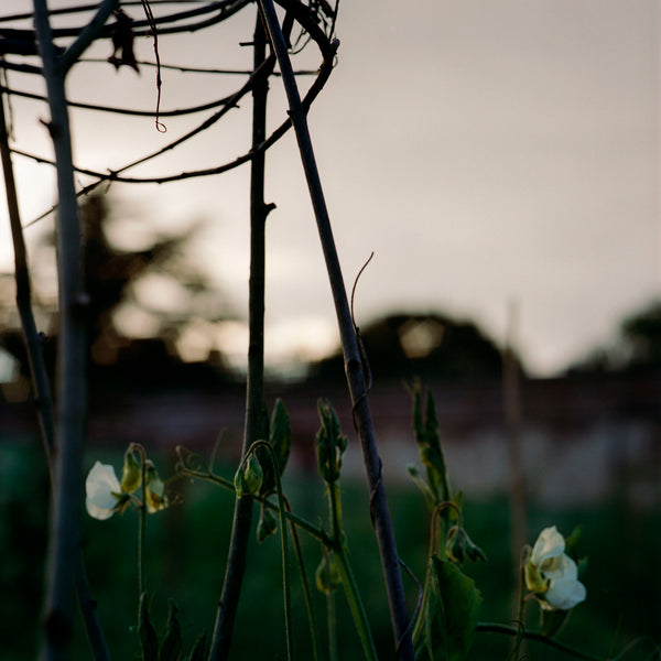 The Pyrus Garden