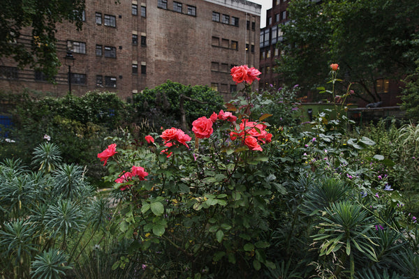 Horticultured Cities