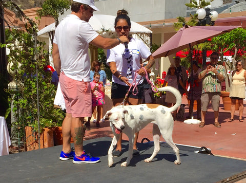 Laguna Beach Pet Parade