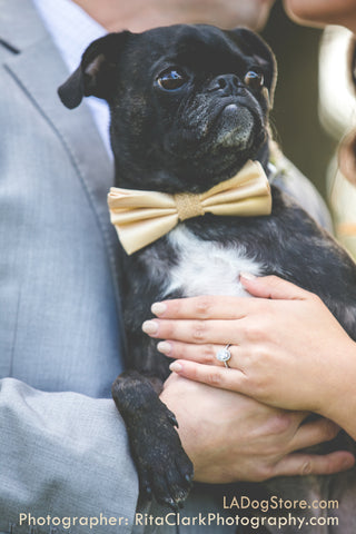 Dog bow tie, Country rustic wedding