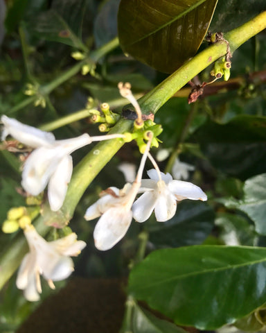 Flowering Kamwangi Drop Coffee 