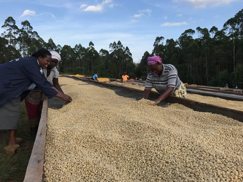 Drop Coffee Nyeri, Kenya December 2016