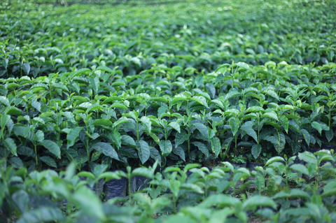 Nursery, catuai. Collasuyo, Bolivia