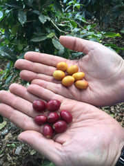 Red and Yellow Catarra at Finca Nejapa