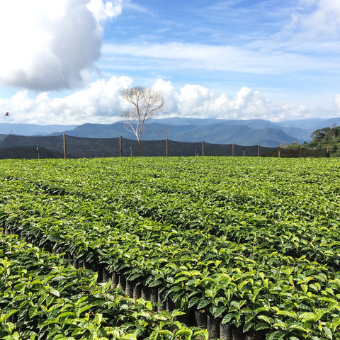 Drop Coffee Bolivia La Linda