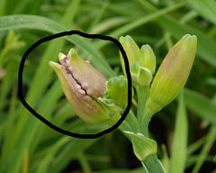 Hemerocallis Gall Midge