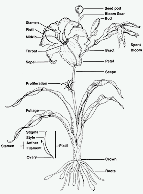 Parts of the Daylily plant