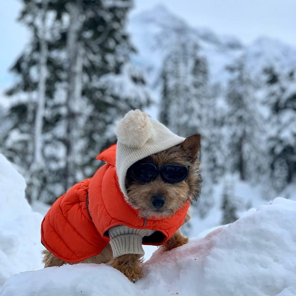 lil-roo-sports-an-orange-puffer-coat-by-doggie-design