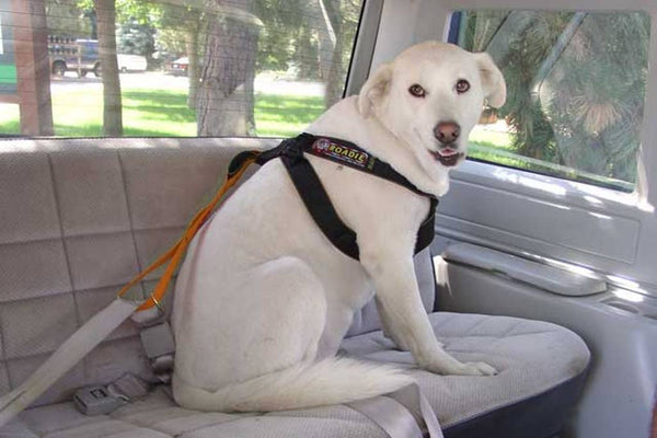 Roadie canine travel harness 