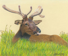 Chillin in the Park - Colored Pencil Artwork by Adare Diers