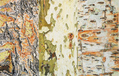 Tree Bark Medley - Colored Pencil Artwork by Andrea Placer