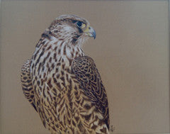 Winged Hunter - Peregrine Falcon - Colored Pencil Artwork by Annette Kirk