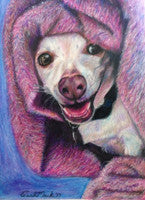 Hide n' Seek with Tony Chihuahua - Colored Pencil Artwork by Carol Mack