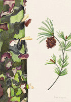 Pinus bungeana - Colored Pencil Artwork by Carol Mason