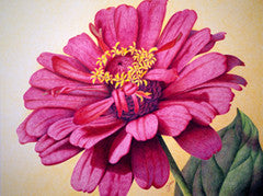 Zinnia #2 - Colored Pencil Artwork by Chris Zinn