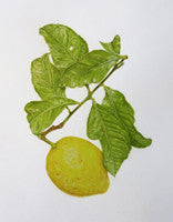 Citrus x limon (Lemon) - Colored Pencil Artwork by June Wright