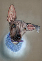 Gladys - Colored Pencil Artwork by Lisa Ann Watkins