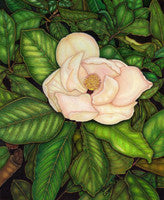 Mama's Magnolia - Colored Pencil Artwork by Lorrie Cerrone