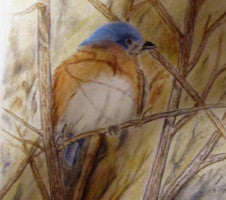Looking for spring - Colored Pencil Artwork by Rick Causey