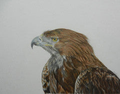 Golden Eagle - Colored Pencil Artwork by Sarah Binns
