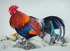 Cock a Doodle Dandy - Colored Pencil Artwork by Terry Mellway