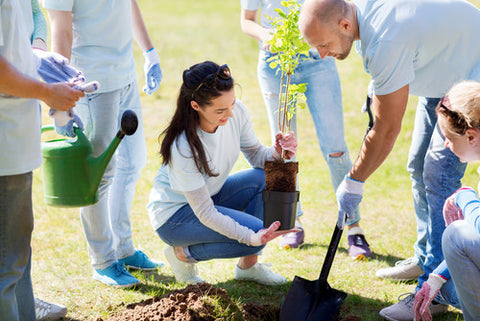 Teamwork volunteers planting a tree