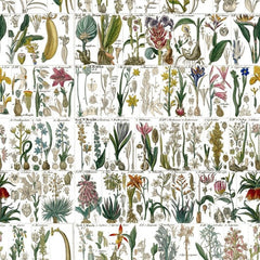 Fabulous Botanical Style Herbs and Fauna Wallpaper