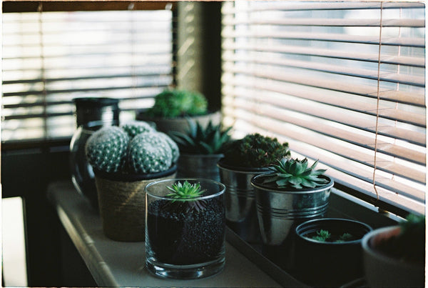 Houseplants and succulents to connect yourself to nature for Earth Hour.