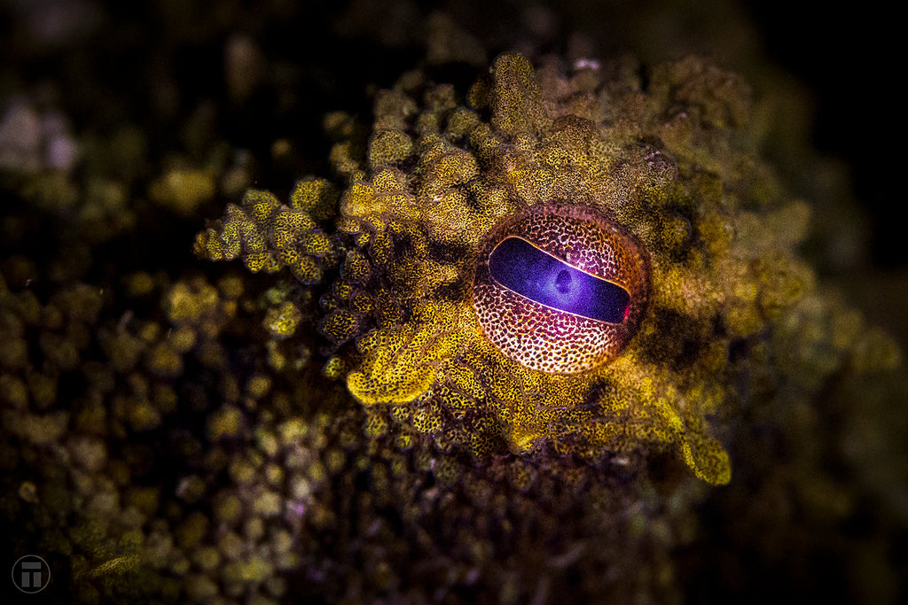 Galaxy within an octopus eye