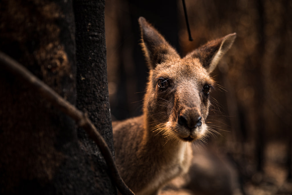 Australian Bush fire crisis on the south east coast of NSW kangaroo aftermath