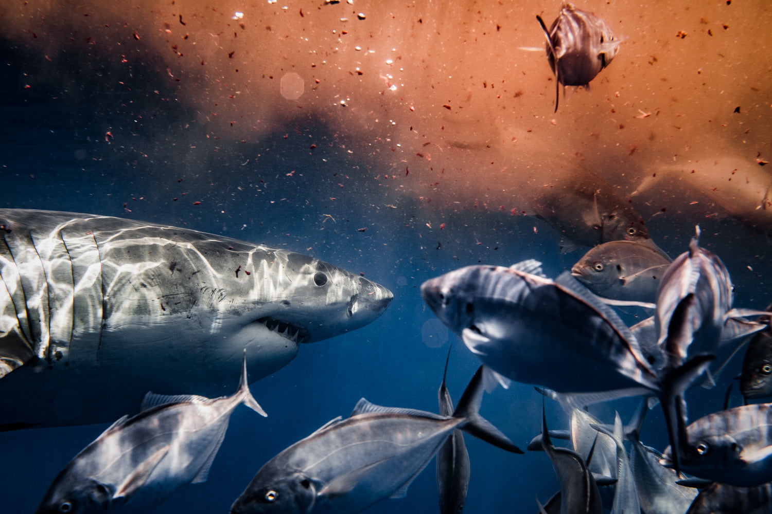 A Great White Shark curiously checking out chummed waters