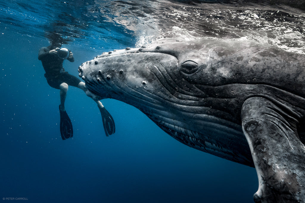 Thurston Photographing Whales Underwater in Tonga 